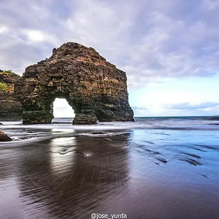 Tulipanes Santa Cruz de Tenerife